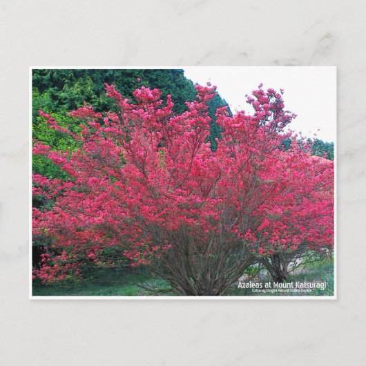 Azaleas at Mount Katsuragi ポストカード (正面)