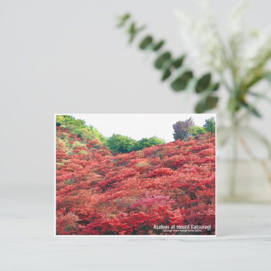 Azaleas at Mount Katsuragi ポストカード (スタンド正面)