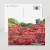 Azaleas at Mount Katsuragi ポストカード (正面/裏面)