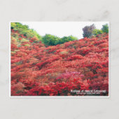 Azaleas at Mount Katsuragi ポストカード (正面)