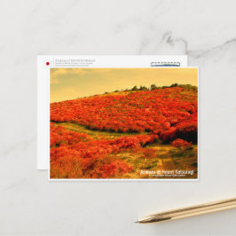 Azaleas at Mount Katsuragi ポストカード