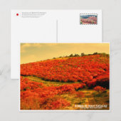 Azaleas at Mount Katsuragi ポストカード (正面/裏面)