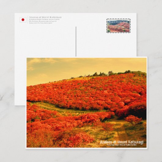 Azaleas at Mount Katsuragi ポストカード (正面/裏面)