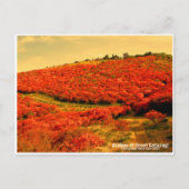 Azaleas at Mount Katsuragi ポストカード (正面)