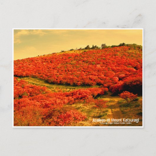 Azaleas at Mount Katsuragi ポストカード (正面)