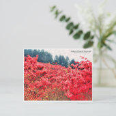 Azaleas at Mount Katsuragi ポストカード (スタンド正面)