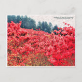 Azaleas at Mount Katsuragi ポストカード (正面)