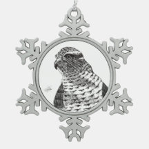 Azor. Goshawk.