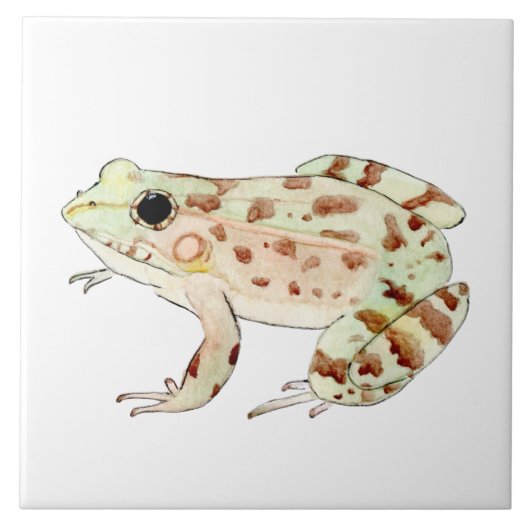 Azulejo de rana leopardo タイル (正面)