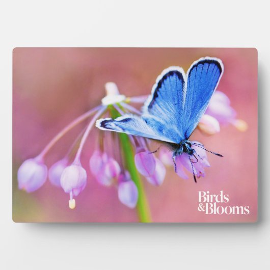 Azureバタフライ フォトプラーク (正面)