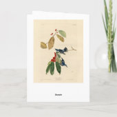 Azure (Cerulean) Warbler, Audubon Birds of America カード (裏面)