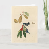 Azure (Cerulean) Warbler, Audubon Birds of America カード (正面)