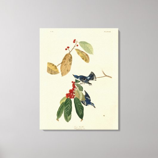 Azure (Cerulean) Warbler, Audubon Birds of America キャンバスプリント (正面)