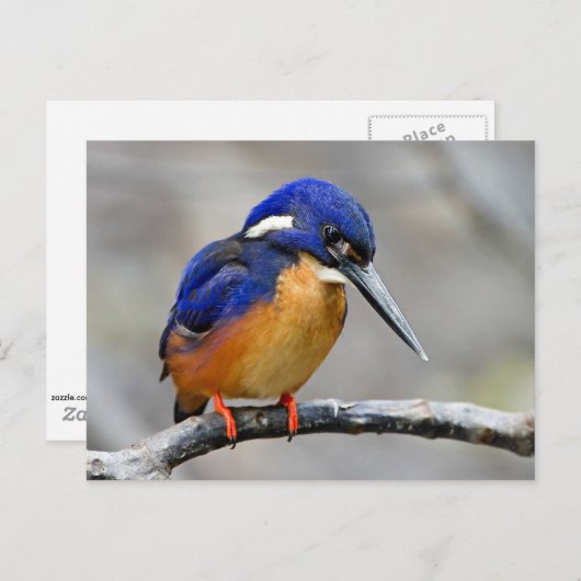 Azure Kingfisher鳥 ポストカード (正面/裏面)