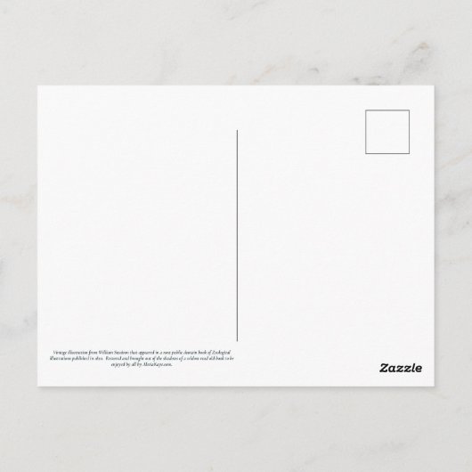 Azure Kingfisher ポストカード (裏面)