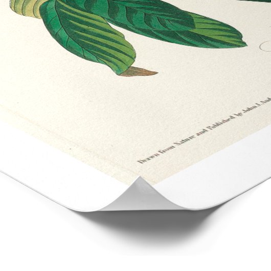 Azure Warbler by Audubon Poster ポスター (角)