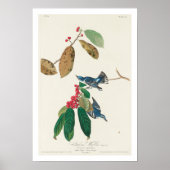 Azure Warbler by Audubon Poster ポスター (正面)