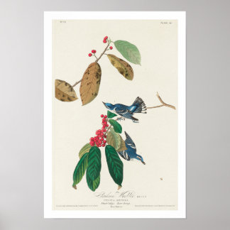 Azure Warbler by Audubon Poster ポスター
