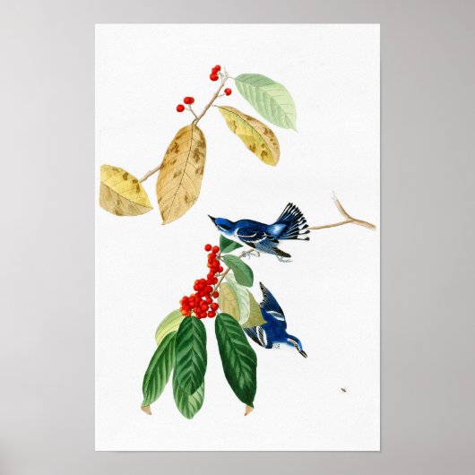 Azure Warbler John James Audubon Birds of America ポスター (正面)