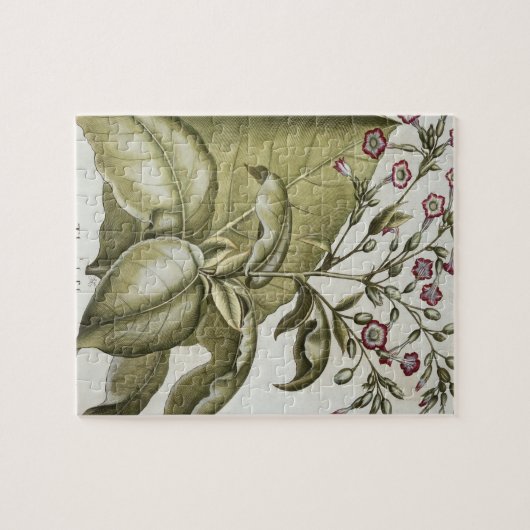 Bによる「Hortus Eystettensis」からのタバコ植物、 ジグソーパズル (横)