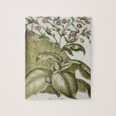 Bによる「Hortus Eystettensis」からのタバコ植物、 ジグソーパズル (縦)