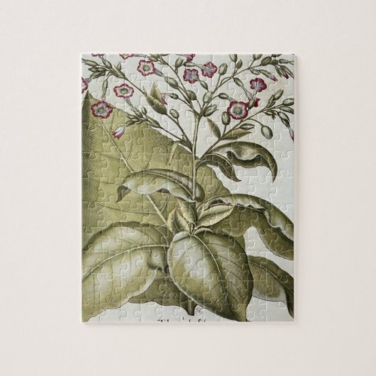 Bによる「Hortus Eystettensis」からのタバコ植物、 ジグソーパズル (縦)