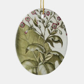 Bによる「Hortus Eystettensis」からのタバコ植物、 セラミックオーナメント (右)