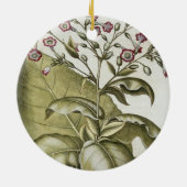 Bによる「Hortus Eystettensis」からのタバコ植物、 セラミックオーナメント (裏面)