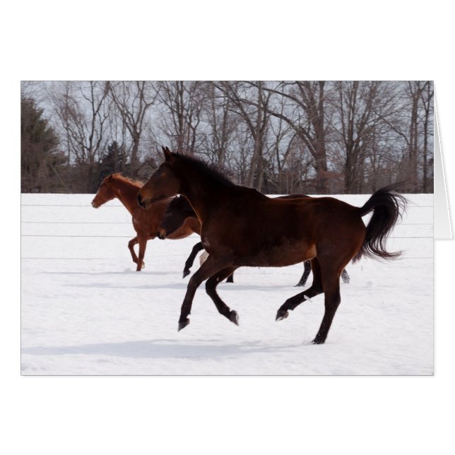 Bの禅の雪の操業 (正面横)