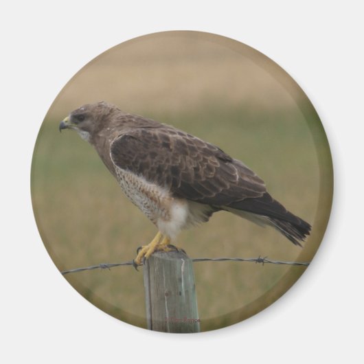 B10スワインソンズホーク マグネット (正面)