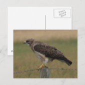 B10 スウェインソンハイカー ポストカード (正面/裏面)