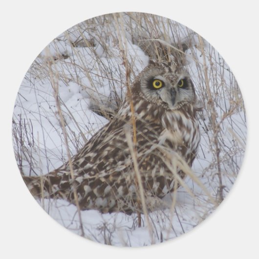 B11短耳フクロウ ラウンドシール (正面)