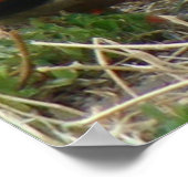 B12マラードダックスペアー ポスター (角)