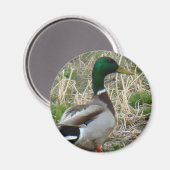 B12マラードダック マグネット (正面/裏面)