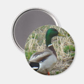 B12 マラードガチョウ マグネット (正面/裏面)