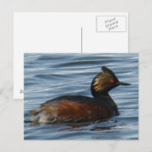 B13 ミミキツネウ ポストカード (正面/裏面)