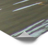 B15ホワイトペリカンオンドロディー川 ポスター (角)