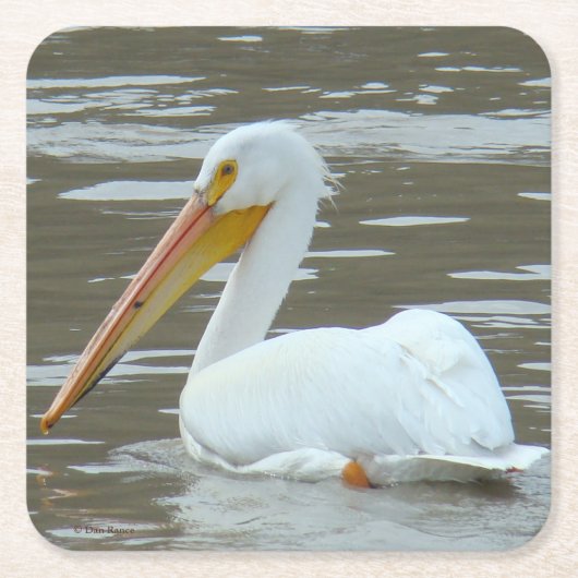 B15 White Pelican スクエアペーパーコースター (正面)