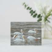 B16白いペリカンオンドロディー川 ポストカード (スタンド正面)