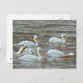 B16白いペリカンオンドロディー川 ポストカード (正面/裏面)