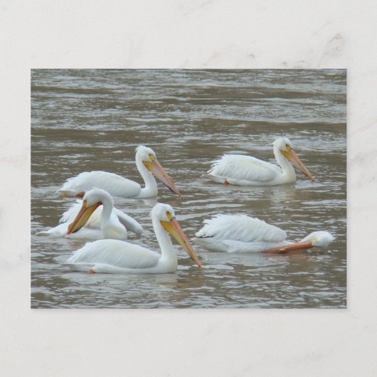 B16白いペリカンオンドロディー川 ポストカード (正面)