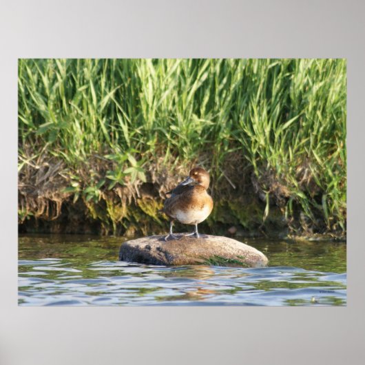 B18レッサースケールアップ ポスター (正面)