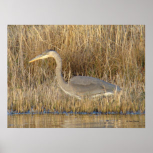 B19 Juvenile Great Blue Heron ポスター