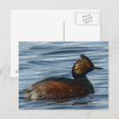 B1 耳揃えフエビダイ ポストカード (正面/裏面)