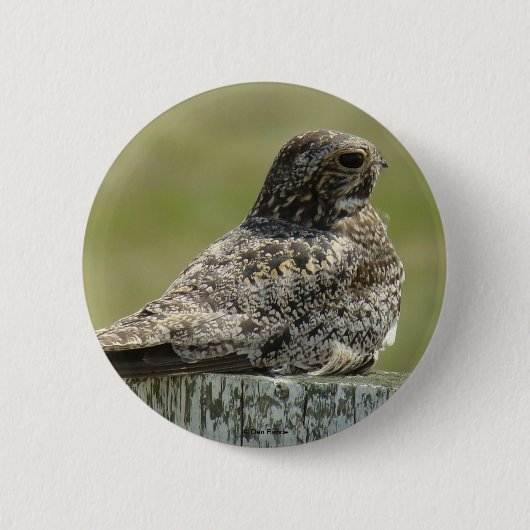 B2ナイトウォーク 缶バッジ (正面)