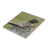 B2公有地のアメリカヨタカ亜科 タイル (側面)