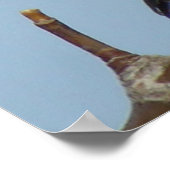 B21ブラックキャッピング《鳥》アメリカゴガラ ポスター (角)