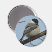 B21ブラックキャッピング《鳥》アメリカゴガラ マグネット (正面/裏面)