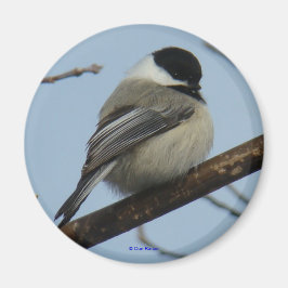 B21ブラックキャッピング《鳥》アメリカゴガラ マグネット