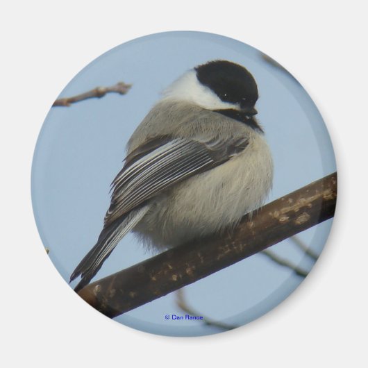 B21ブラックキャッピング《鳥》アメリカゴガラ マグネット (正面)